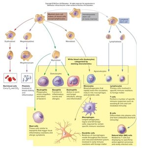 Hematopoiesis chart