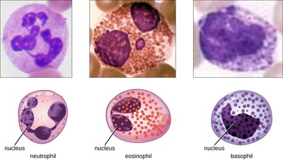 Granulocytes and agranulocytes