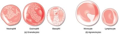 Granulocyte cell types
