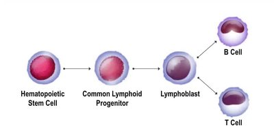 Monocyte and lymphocyte development