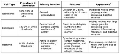 Granulocytes and agranulocytes comparison