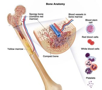 Bone anatomy and blood cell formation