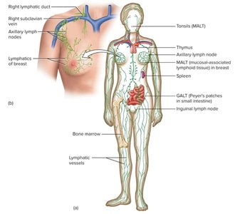 Lymphatic fluid and vessels