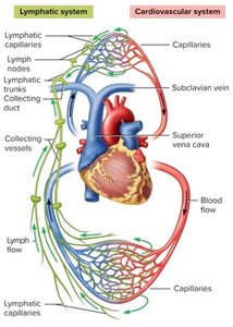 Lymphatic and cardiovascular system