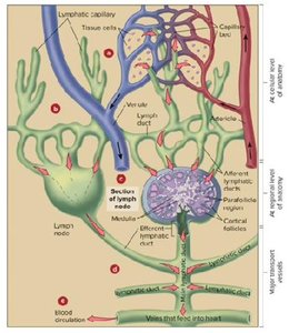 Lymph node structure and flow