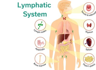 Lymphatic system organs