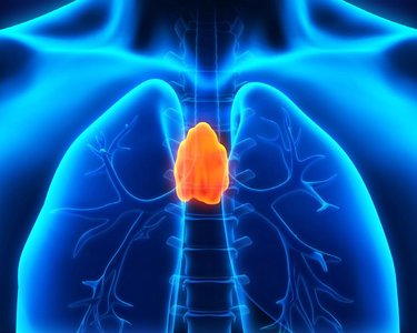 Thymus gland location