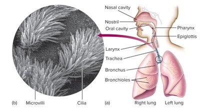 Cilia and respiratory tract