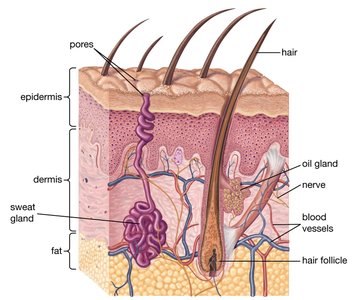 Cross-section of skin showing physical barriers