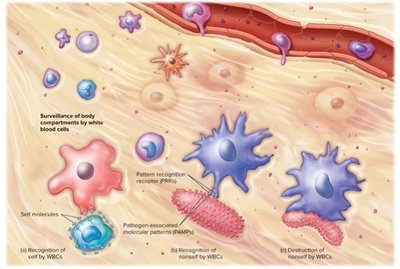 Surveillance and recognition by immune cells