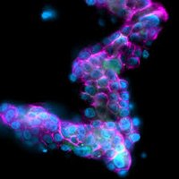 Fluorescence micrograph showing labeled cell membranes and nuclei