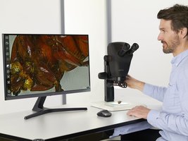 Scientist using a stereomicroscope to examine a specimen on a monitor