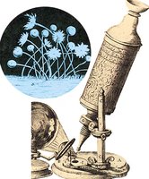 Illustration of Robert Hooke's microscope and a drawing of mold structures