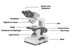 Diagram of a compound light microscope with labeled parts