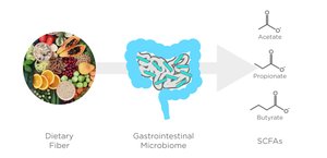 Dietary fiber breakdown and SCFA production
