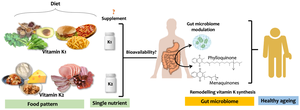 Vitamin K synthesis and gut microbiome