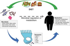 Microbial regulation of metabolism