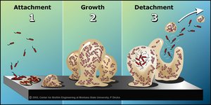 Biofilm formation stages
