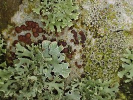 Lichen as an example of mutualism