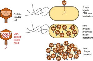 Bacteriophage infecting a bacterium