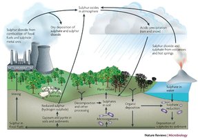 Diagram of the sulfur cycle in nature