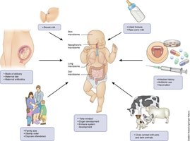 Factors influencing the development of the infant microbiome