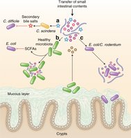 Colonization resistance in the gut