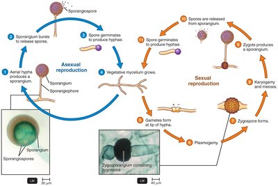 Life cycle of Rhizopus (Zygomycete)