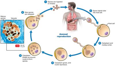 Life cycle of Encephalitozoon (Microsporidia)