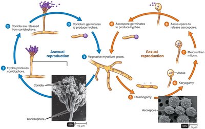 Life cycle of Penicillium (Ascomycete)