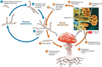 Life cycle of a Basidiomycete