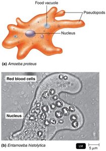 Amoeboid protozoans