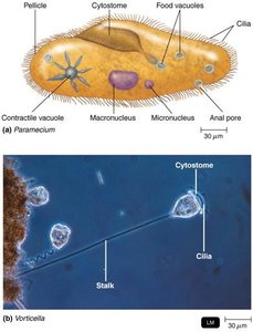 Ciliated protozoans