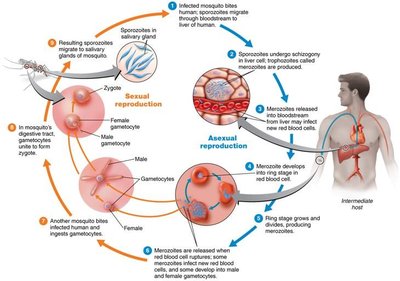 Life cycle of Plasmodium vivax (malaria)