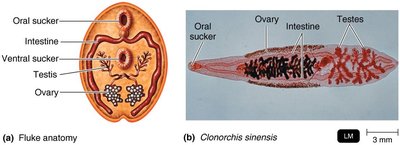 Fluke anatomy