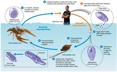 Life cycle of the lung fluke, Paragonimus spp.