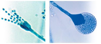 Conidiospores and sporangiospores