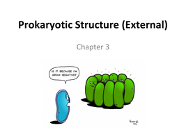 Prokaryotic Structure (External) cartoon
