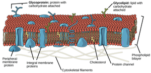 Fluid mosaic model of cell membrane