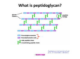 Peptidoglycan structure