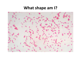 Bacillus shape