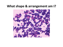 Staphylococcus arrangement