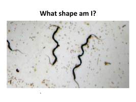 Spirillum shape