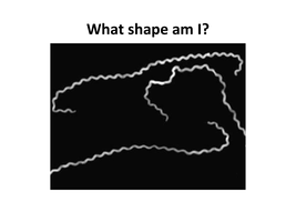Spirochete shape