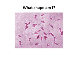 Vibrio shape
