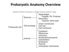 Prokaryotic Anatomy Overview diagram