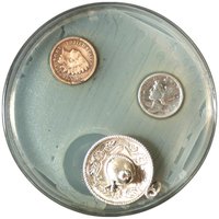 Oligodynamic action of heavy metals on microbial growth