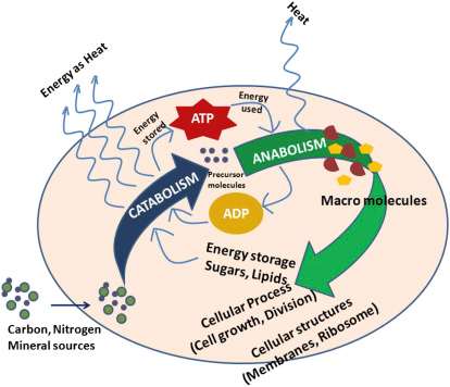 Diagram of catabolism and anabolism in a cell