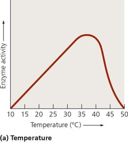 Effect of temperature on enzyme activity
