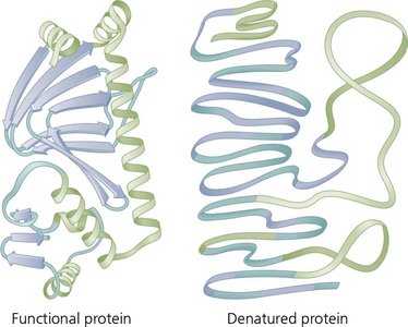 Denaturation of protein enzymes